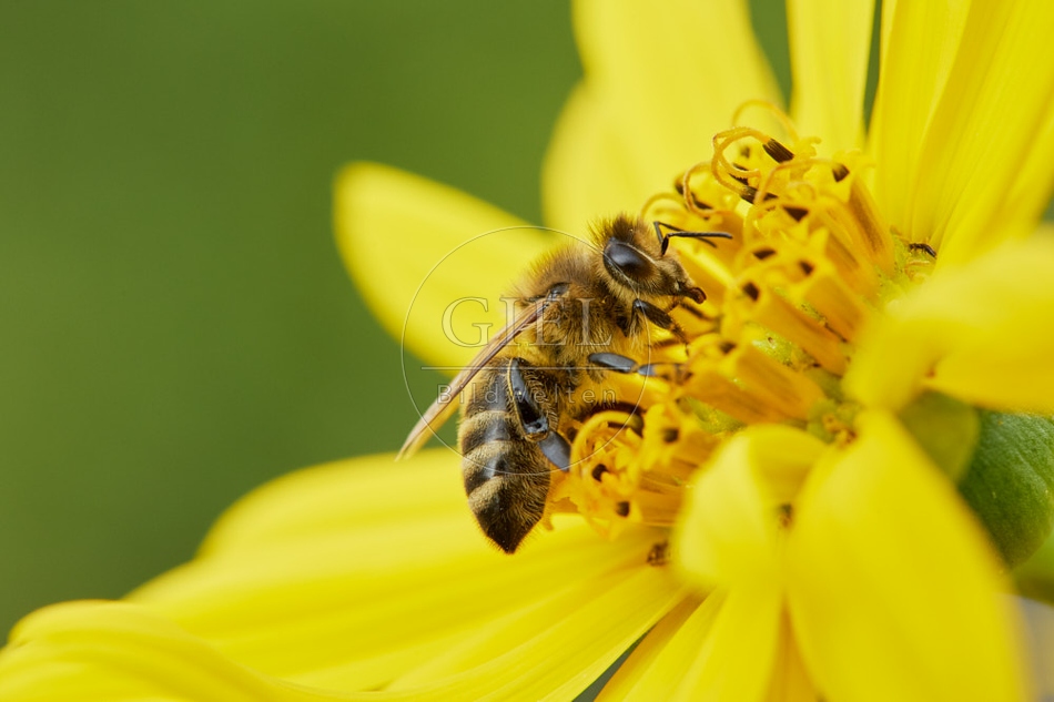 117116 Bienen auf Durchwachsene Silphie