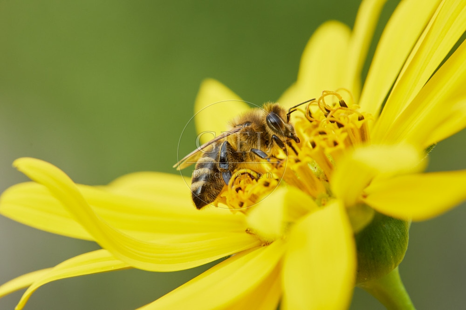 117117 Bienen auf Durchwachsene Silphie