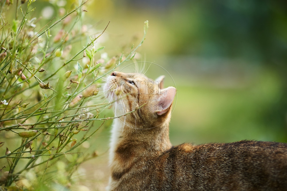 117126 Hauskatze schnuppert an Radieschen