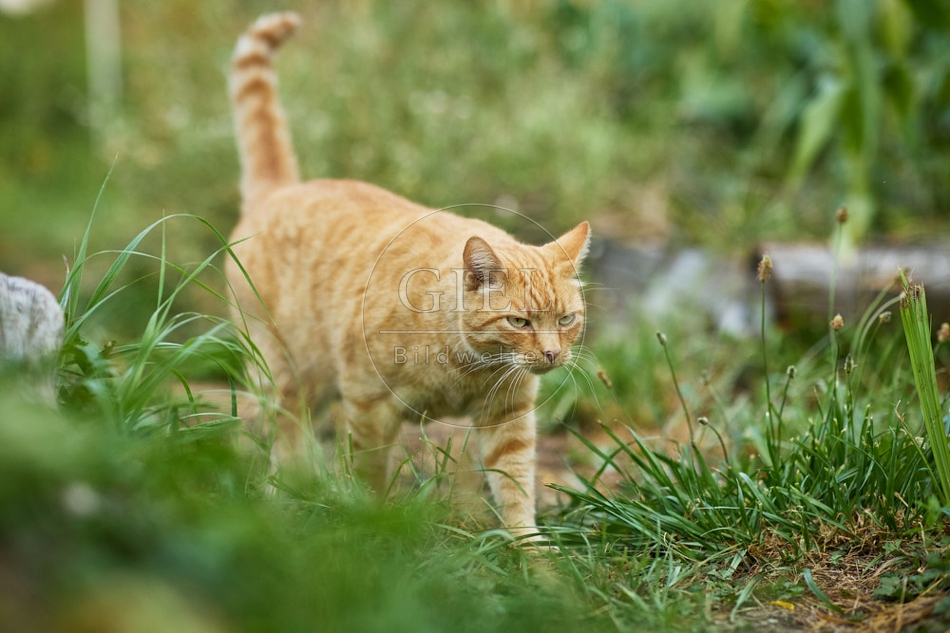 117133 Hauskatze im Gemüsegarten