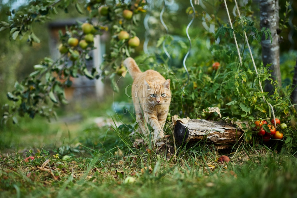 117134 Hauskatze im Gemüsegarten