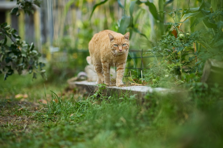 117135 Hauskatze im Gemüsegarten