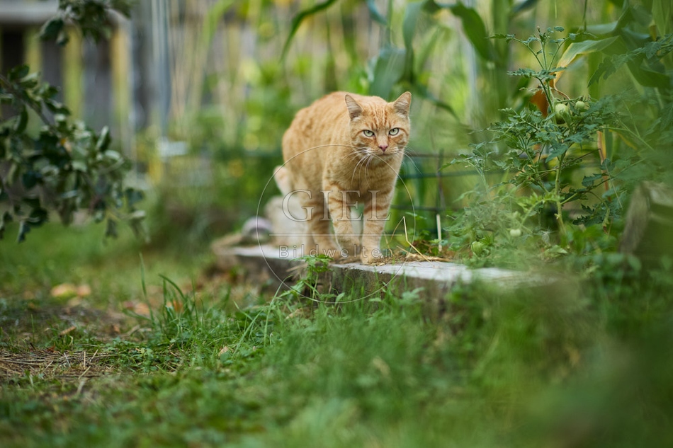 117136 Hauskatze im Gemüsegarten
