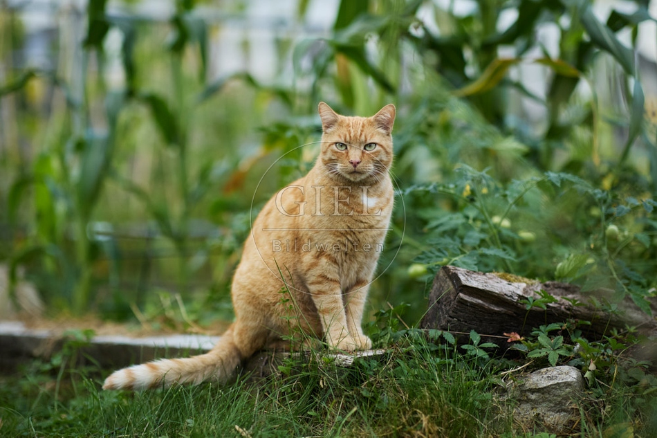 117137 Hauskatze im Gemüsegarten