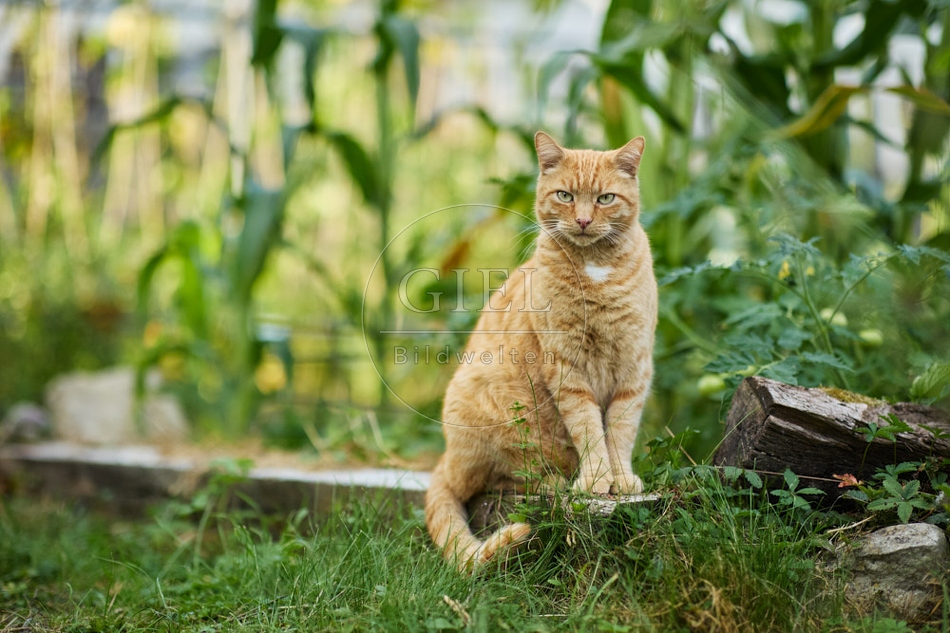 117138 Hauskatze im Gemüsegarten