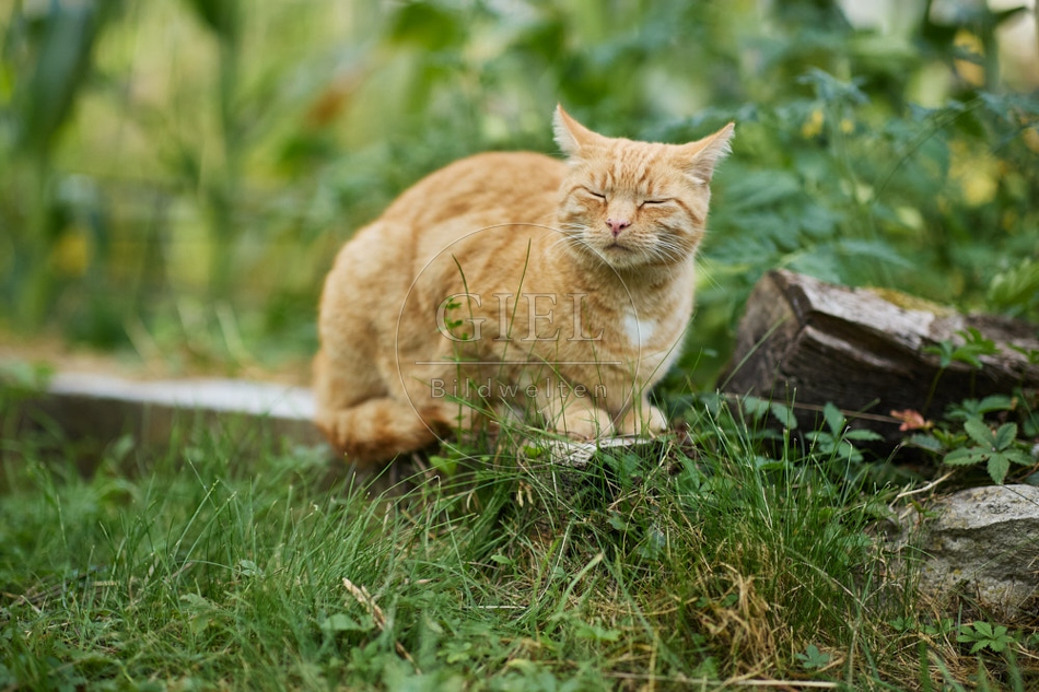 117139 Hauskatze im Gemüsegarten