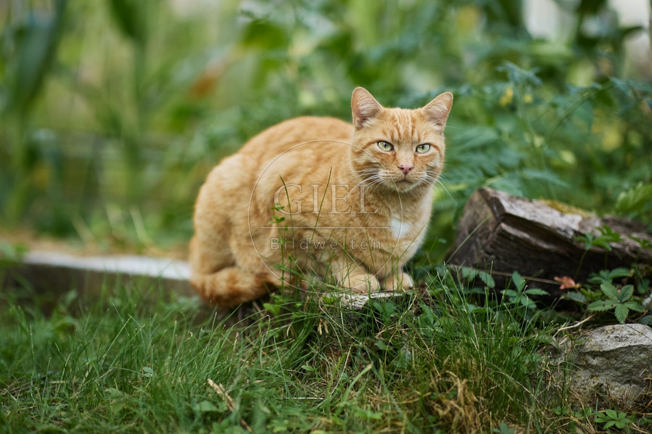 117140 Hauskatze im Gemüsegarten