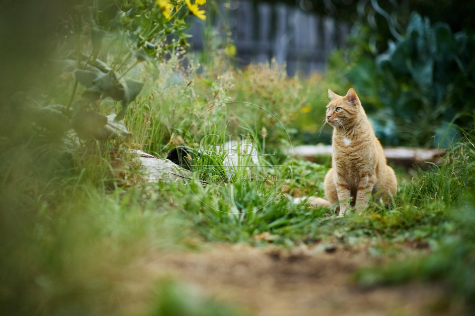 117142 Hauskatze im Gemüsegarten