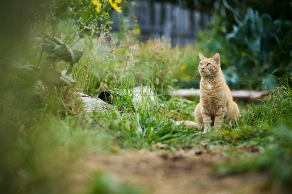 117143 Hauskatze im Gemüsegarten