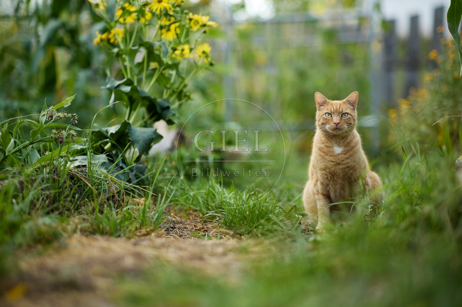 117144 Hauskatze im Gemüsegarten