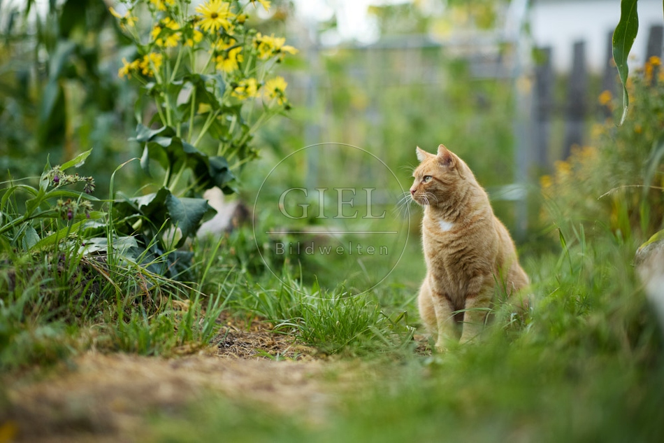 117145 Hauskatze im Gemüsegarten