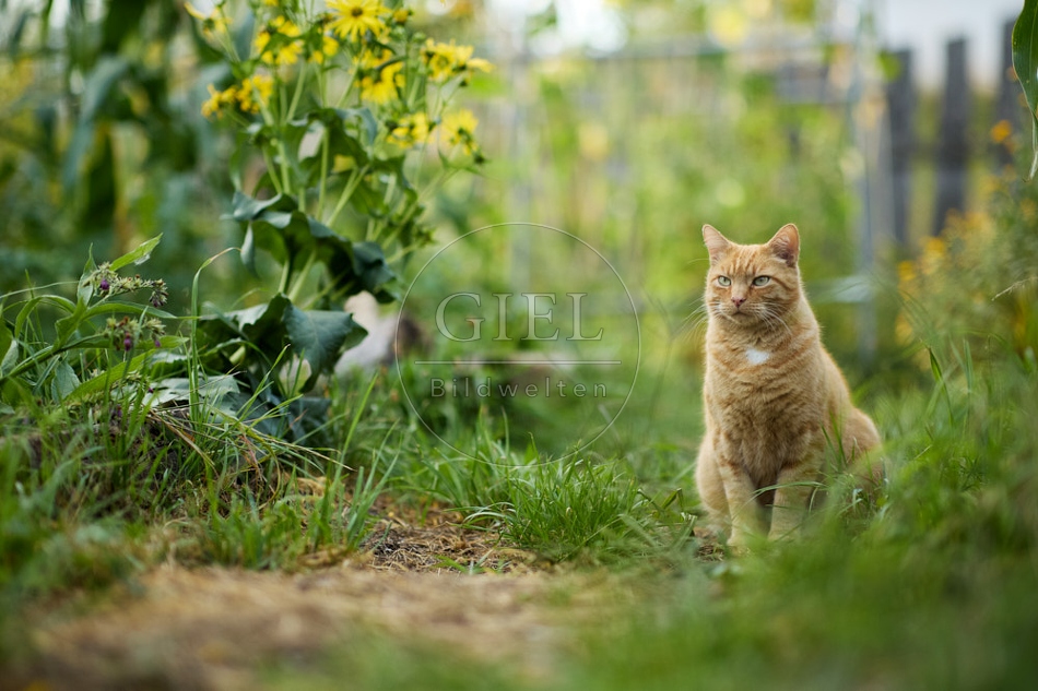 117146 Hauskatze im Gemüsegarten