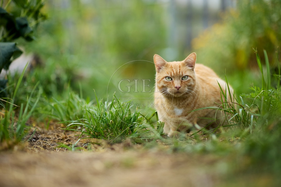 117147 Hauskatze im Gemüsegarten