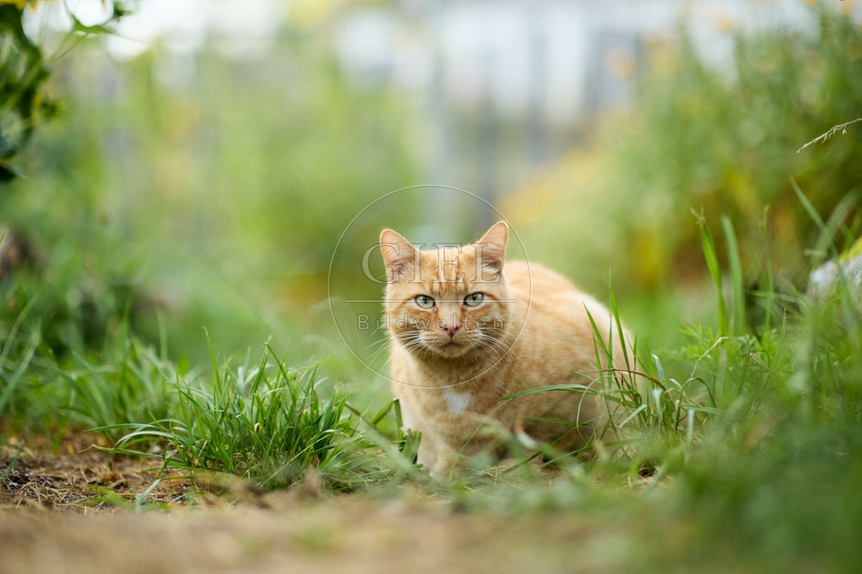 117148 Hauskatze im Gemüsegarten
