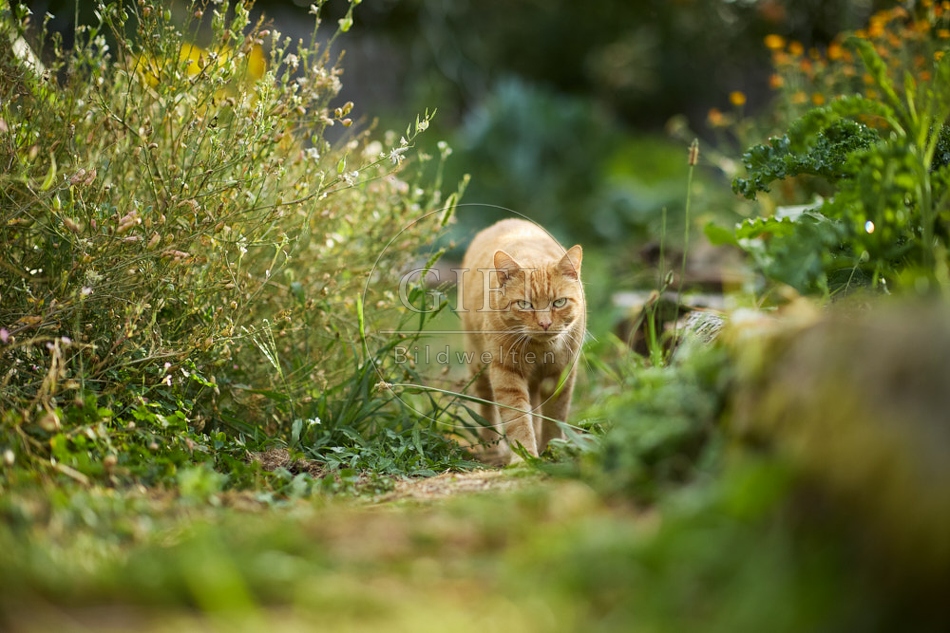117149 Hauskatze im Gemüsegarten