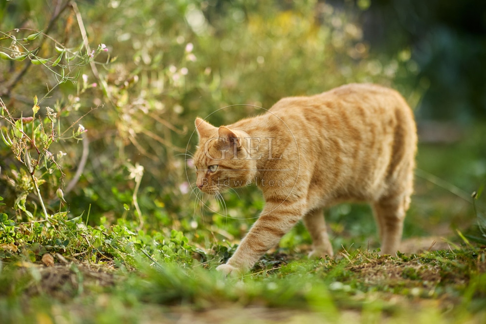 117150 Hauskatze im Gemüsegarten