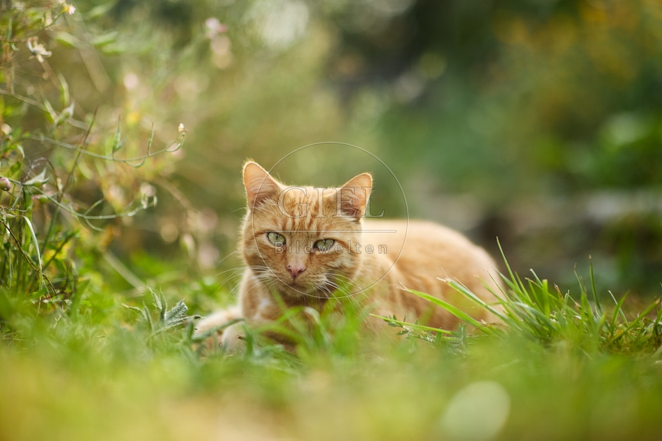 117152 Hauskatze im Gemüsegarten
