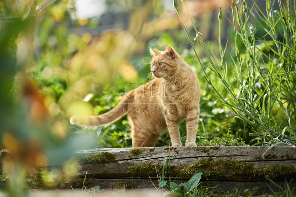 117153 Hauskatze im Gemüsegarten