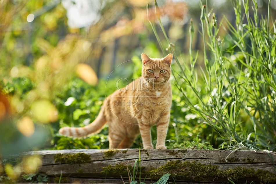 117154 Hauskatze im Gemüsegarten