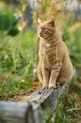 117155 Hauskatze im Gemüsegarten