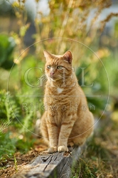 117157 Hauskatze im Gemüsegarten