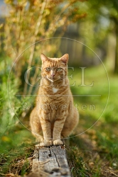 117158 Hauskatze im Gemüsegarten