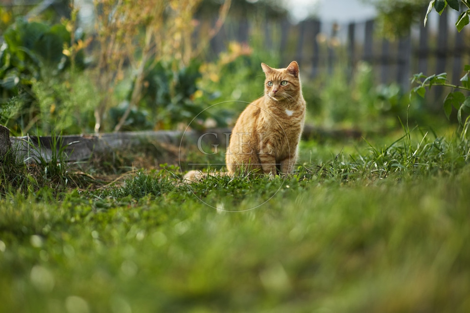 117159 Hauskatze im Gemüsegarten