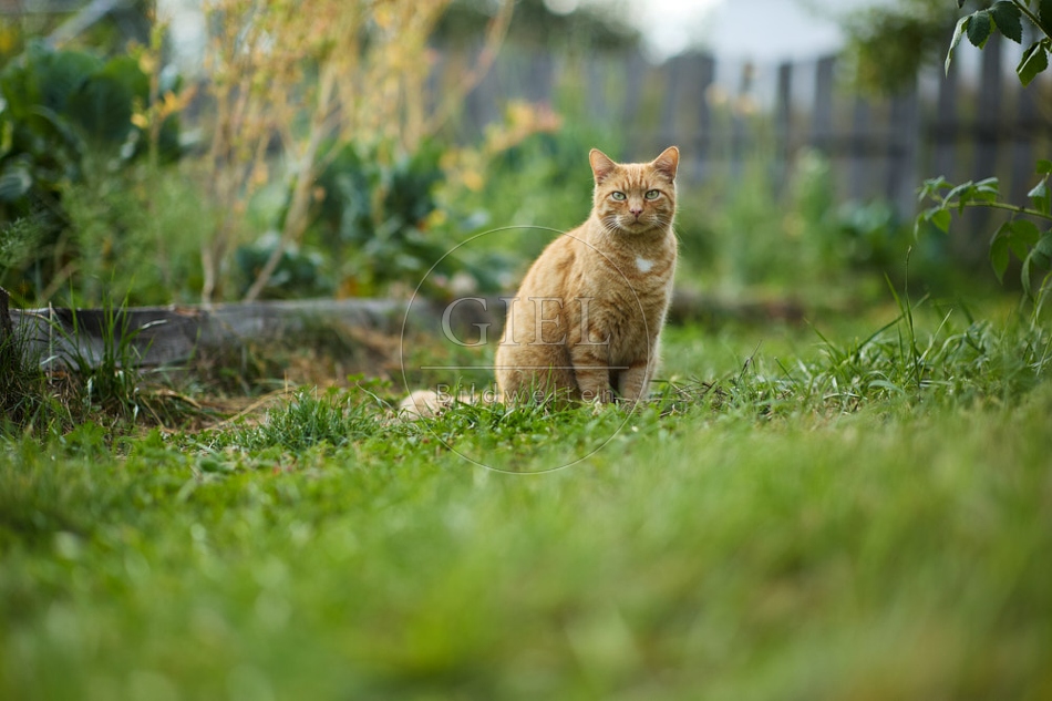 117160 Hauskatze im Gemüsegarten