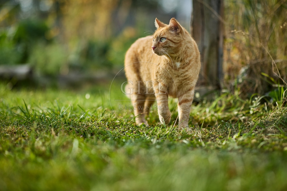 117161 Hauskatze im Gemüsegarten