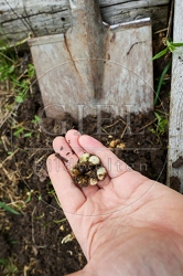 117256 Frisch geernteter Knoblauch