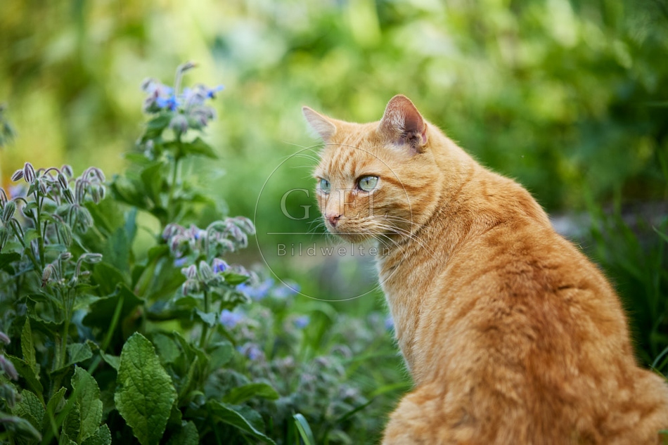117456 Hauskatze im Gemüsegarten