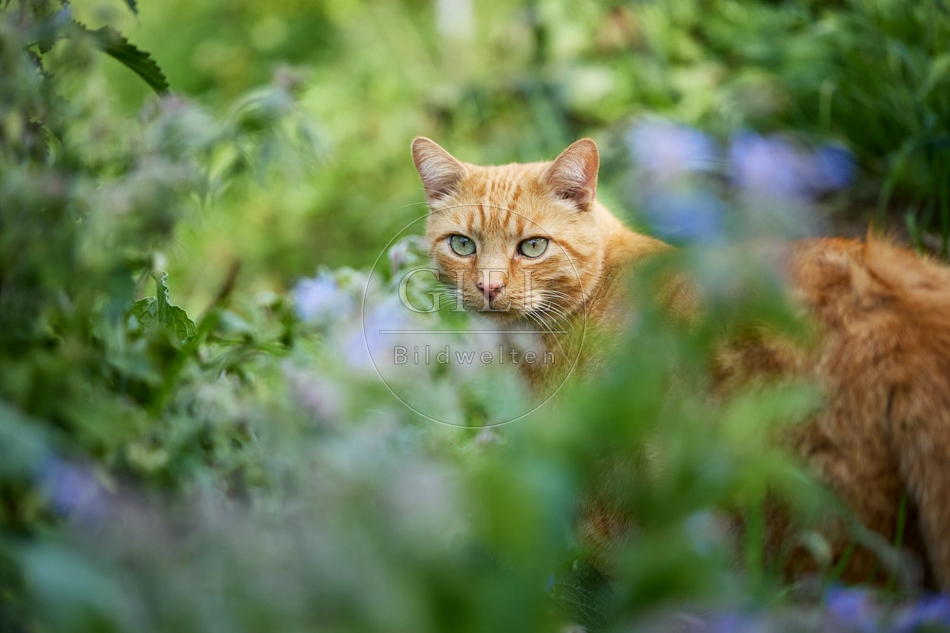117457 Hauskatze im Gemüsegarten