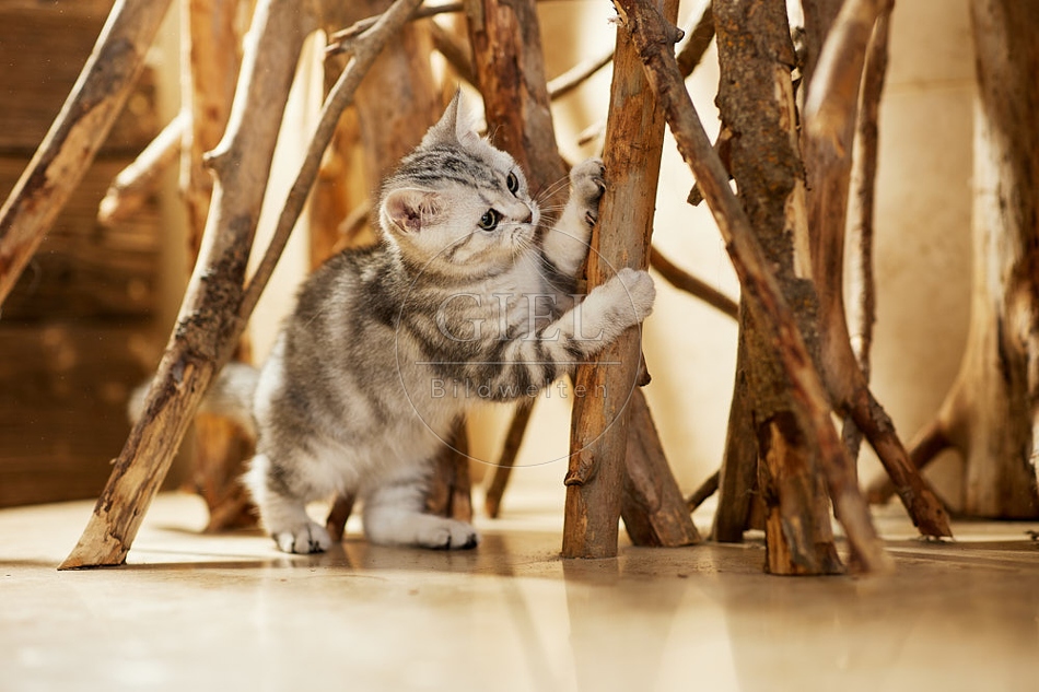115442 Junge Britisch Kurzhaar Katze zwischen Holzstangen, Ästen