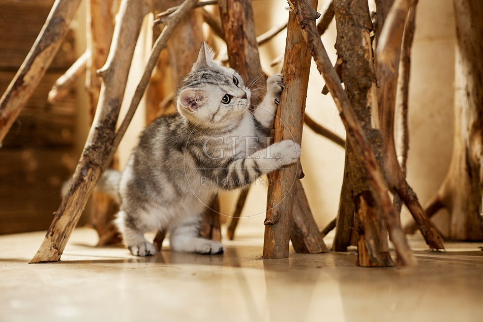 115443 Junge Britisch Kurzhaar Katze zwischen Holzstangen, Ästen