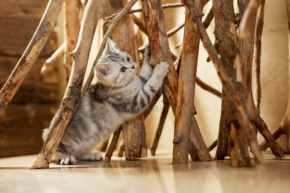 115444 Junge Britisch Kurzhaar Katze zwischen Holzstangen, Ästen