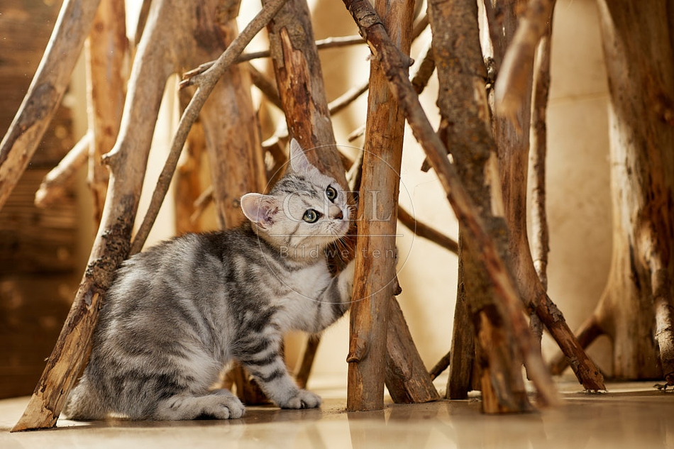 115446 Junge Britisch Kurzhaar Katze zwischen Holzstangen, Ästen