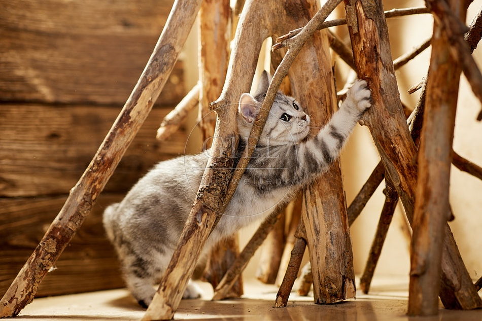 115461 Junge Britisch Kurzhaar Katze zwischen Holzstangen, Ästen