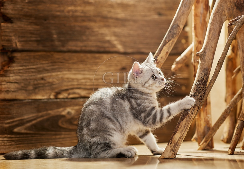 115468 Junge Britisch Kurzhaar Katze zwischen Holzstangen, Ästen