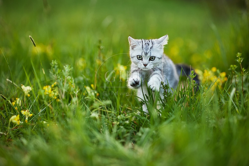 115503 Junge Britisch Kurzhaar Katze in der Wiese zwischen Schlüsselblumen