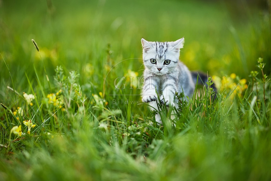 115504 Junge Britisch Kurzhaar Katze in der Wiese zwischen Schlüsselblumen