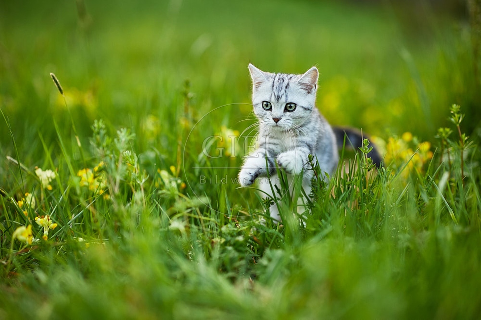 115505 Junge Britisch Kurzhaar Katze in der Wiese zwischen Schlüsselblumen