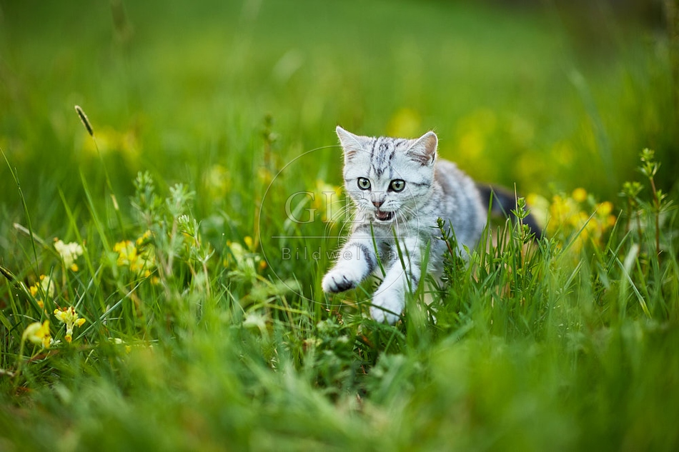 115506 Junge Britisch Kurzhaar Katze in der Wiese zwischen Schlüsselblumen