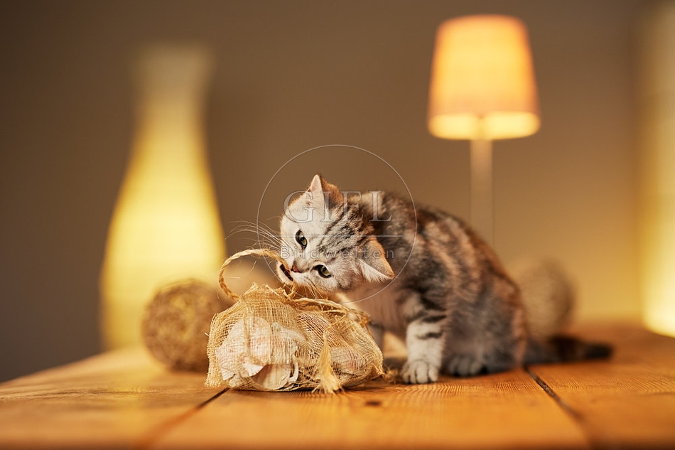 115561 Junge Britisch Kurzhaar Katze auf Tisch