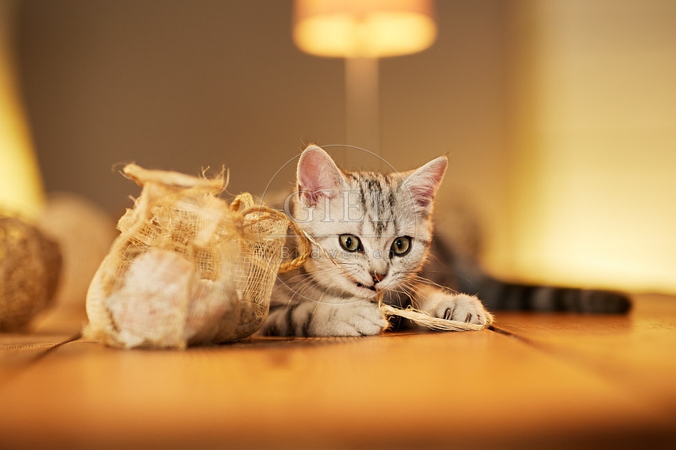 115562 Junge Britisch Kurzhaar Katze auf Tisch