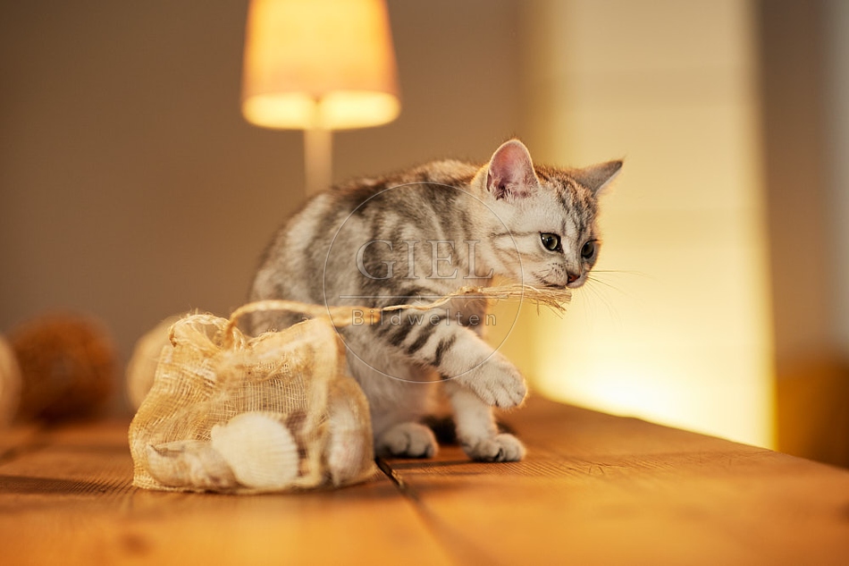 115566 Junge Britisch Kurzhaar Katze auf Tisch