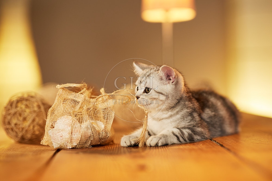 115571 Junge Britisch Kurzhaar Katze auf Tisch