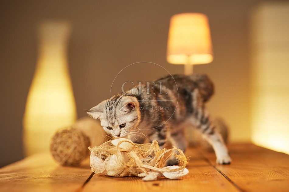 115578 Junge Britisch Kurzhaar Katze auf Tisch