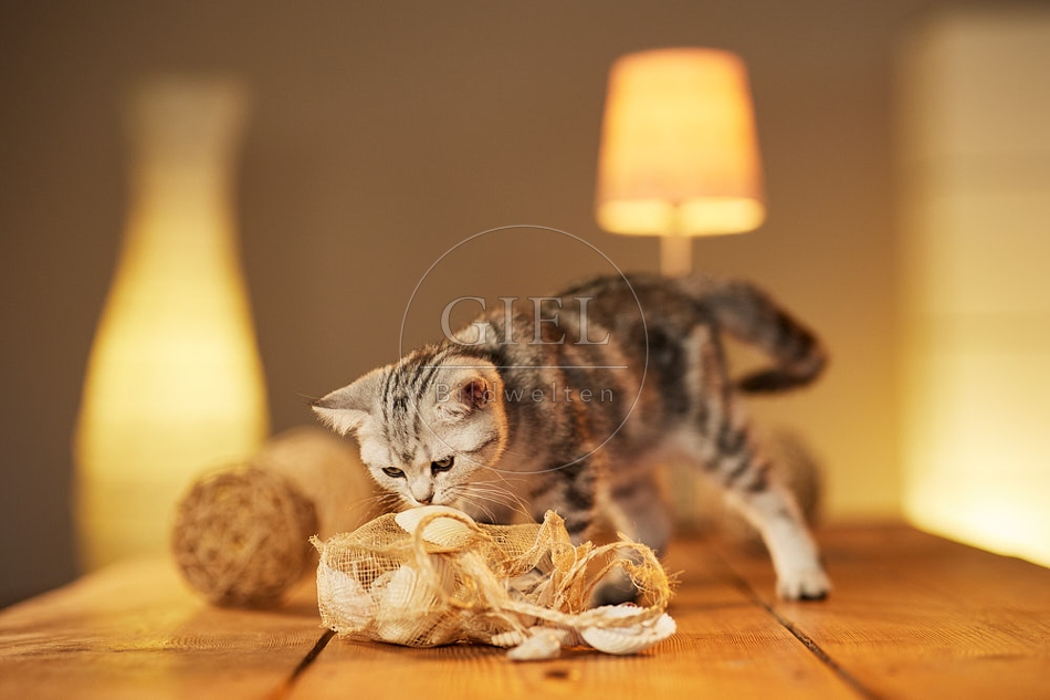 115579 Junge Britisch Kurzhaar Katze auf Tisch