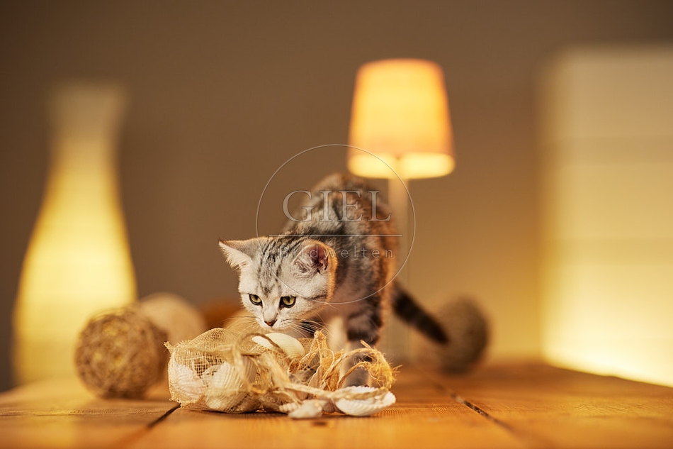 115581 Junge Britisch Kurzhaar Katze auf Tisch