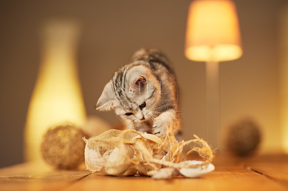 115582 Junge Britisch Kurzhaar Katze auf Tisch